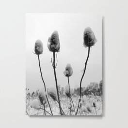 Thistle | Winter | Plant | Nature Landscape Photography Metal Print