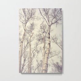 Winter Birch Trees - Scandinavian decor nature photograph Metal Print