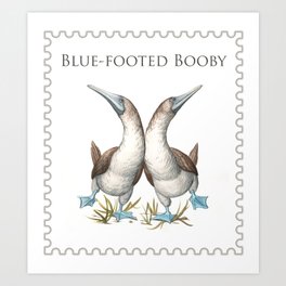 Blue-footed Booby (Sula nebouxii) Art Print