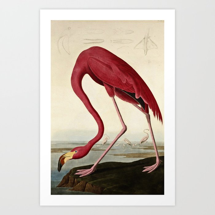 John James Audubon - American flamingo Art Print