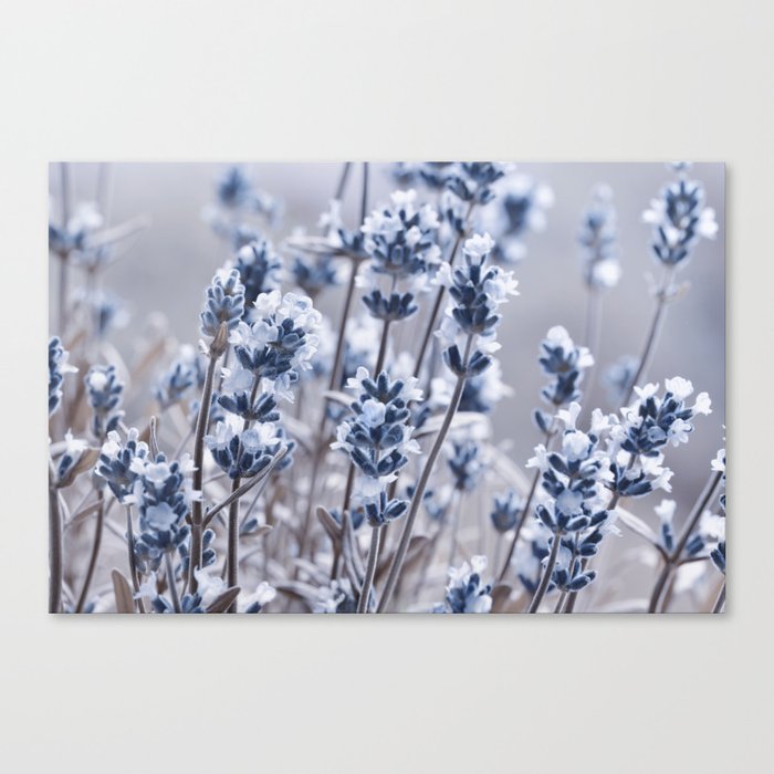 Lavender 0184 Canvas Print