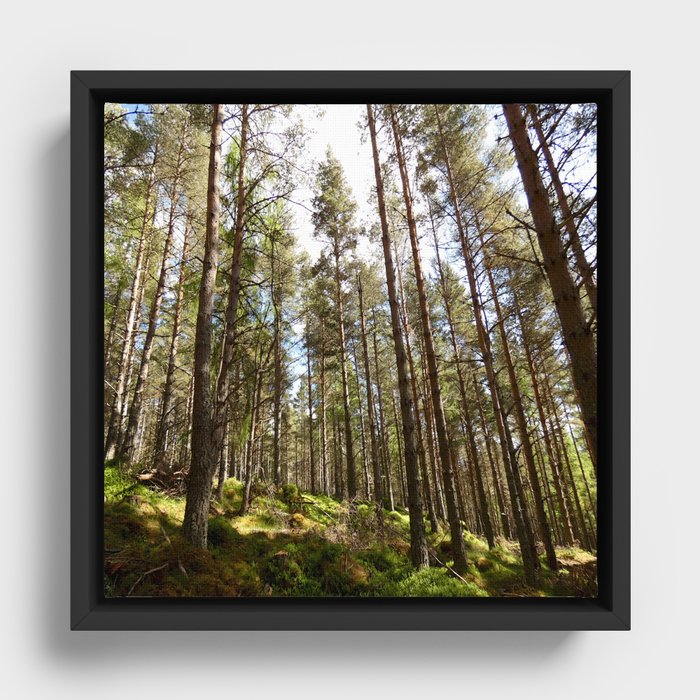 Pine Forest in the Scottish Highlands  Framed Canvas