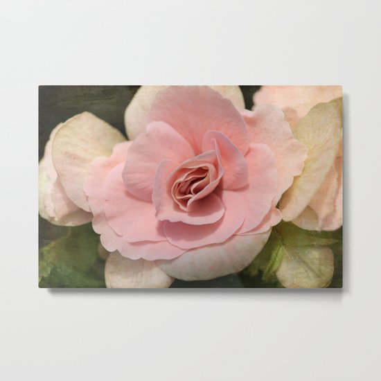 soft Begonia Metal Print