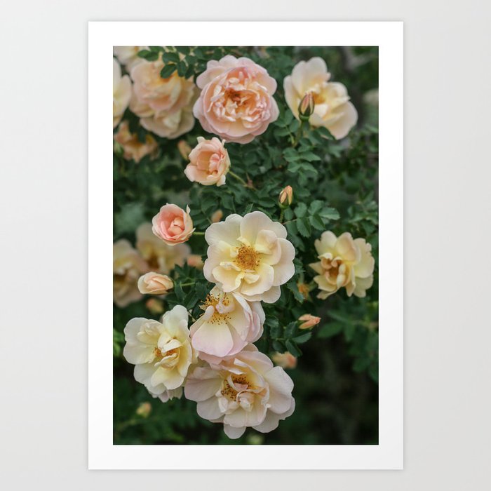 Cluster of Roses Art Print