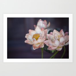 Lovely Water Lily II Art Print