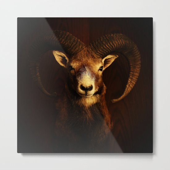 Mouflon Metal Print