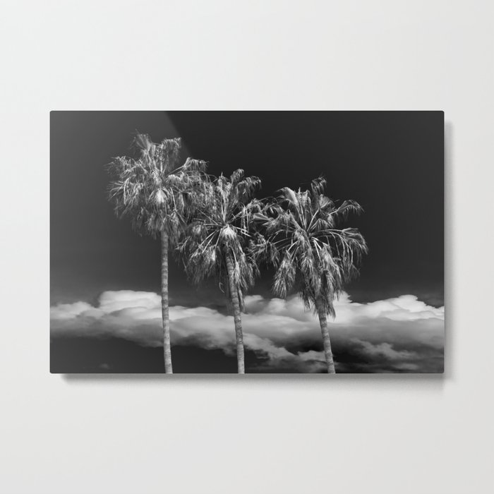 Palm Trees in Black and White on Cabrillo Beach Metal Print