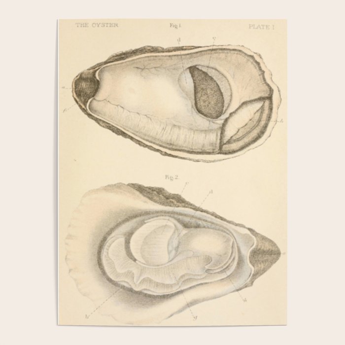 Oyster Anatomy Poster by Blue Specs Studio Society6