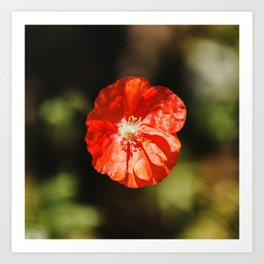 Wildflower Poppy - Red Art Print