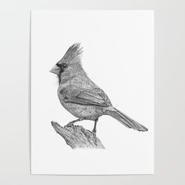 Northern Cardinal State Bird Poster