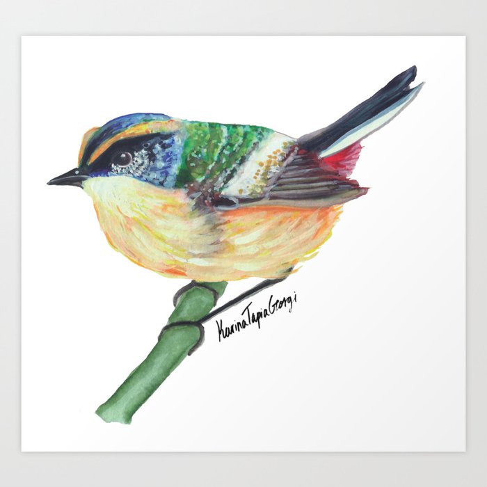 Chilean Bird - Siete Colores Art Print