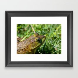 Green Frog closeup Framed Art Print