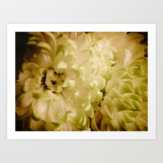 Petals Art Print