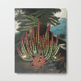 Robert John Thornton - The Maggot–Bearing Stapelia Metal Print | Antique, Plant, Vintage, Artwork, Illustration, Flowers, Color, Botanical, Nature, Landscape 