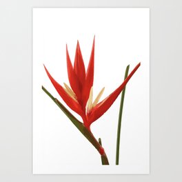 Helicona Flower red Art Print