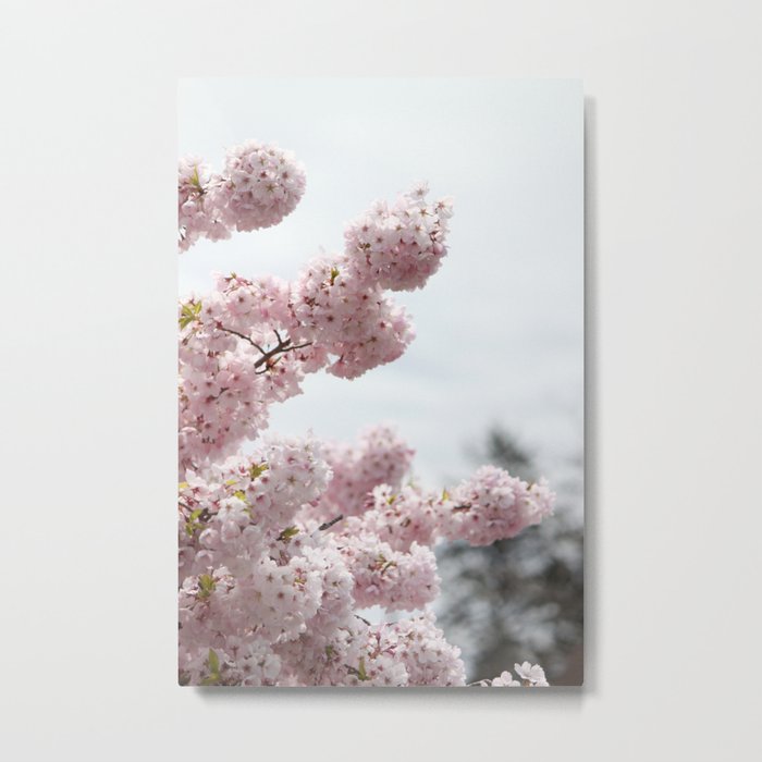Cherry Blossoms 1 Metal Print