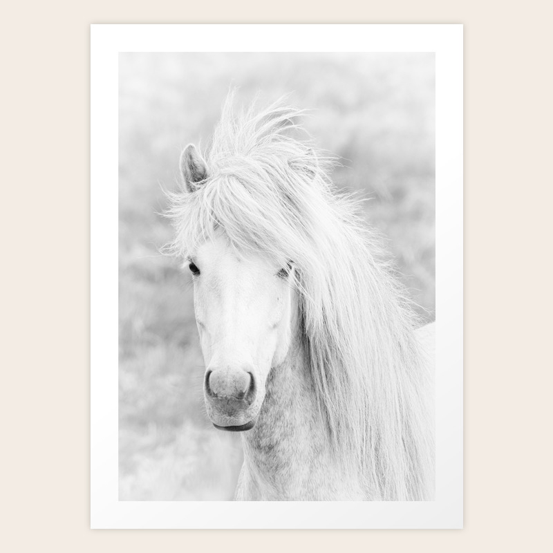 Wild Free White Horse Animal Wall Art Horse Wall Art Horse Photography Art Print