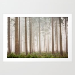 Foggy pine forest | Trees in morning mist | nature photoprints Netherlands Art Print
