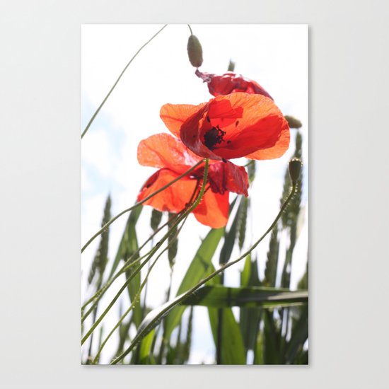 Mohn Canvas Print