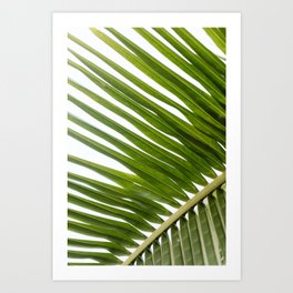 Green palm leaf close-up | Tropical art print | Travel photography Art Print
