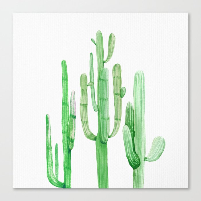 Three Amigos Cacti Green Canvas Print