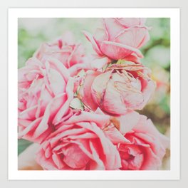 Pink Roses Art Print