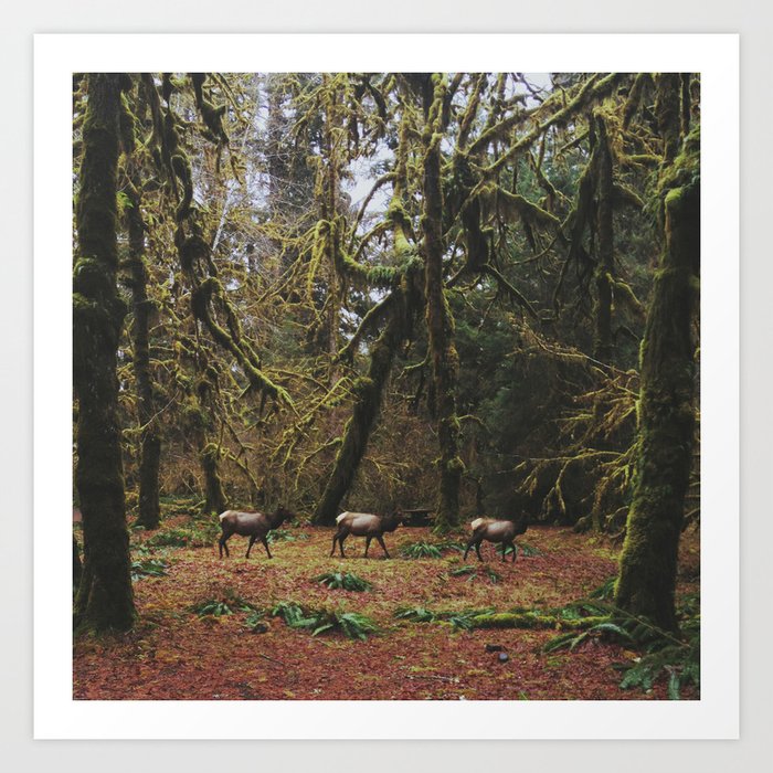 Rainforest Elk Art Print