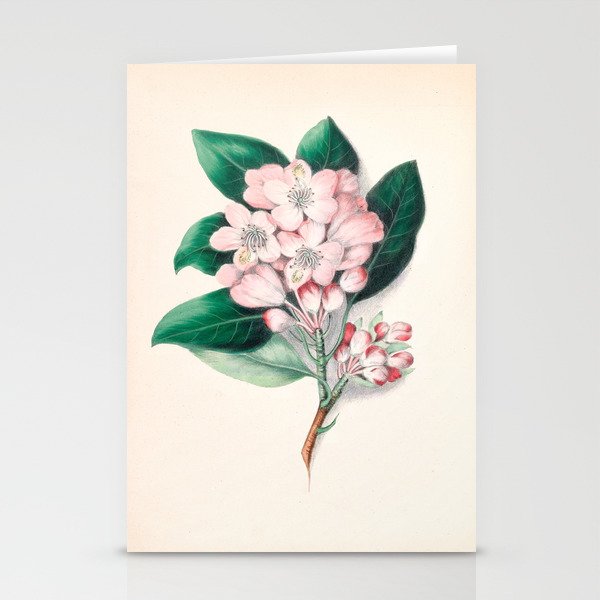  Rhododendron by Clarissa Munger Badger, 1859 (benefitting The Nature Conservancy) Stationery Cards