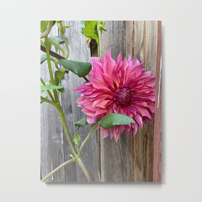 Dahlia on the fence Metal Print