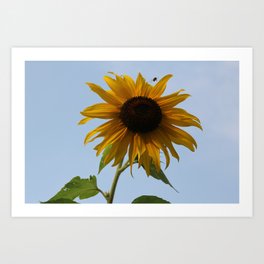 Rising Sun-flower Art Print | Photo, Nature, Digital 