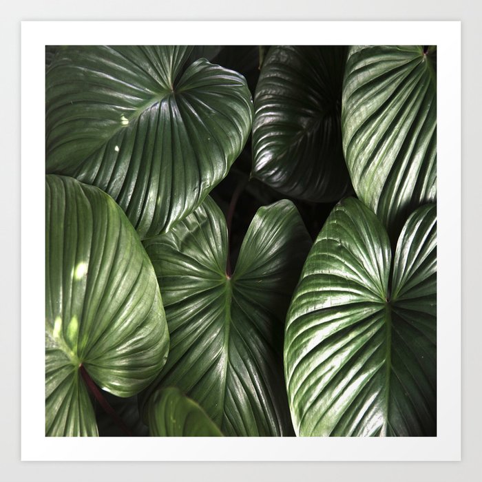 dark green jungle rainforest tropical leaf art print by