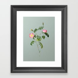 Vintage Pink Austrian Copper Rose Botanical Illustration on Mint Green Framed Art Print