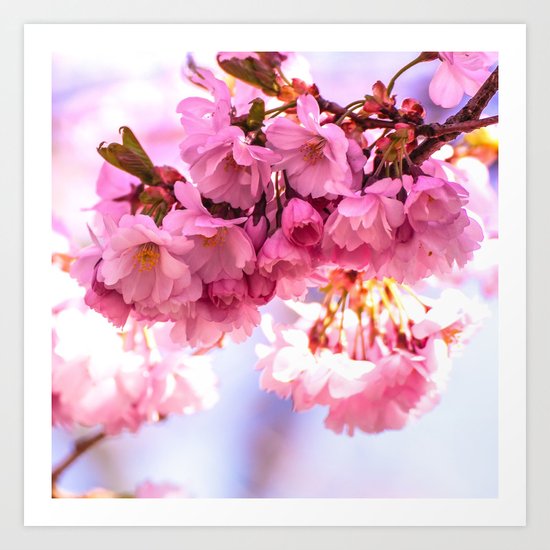 Pink Japanese Cherry Blossom, Sakura Art Print