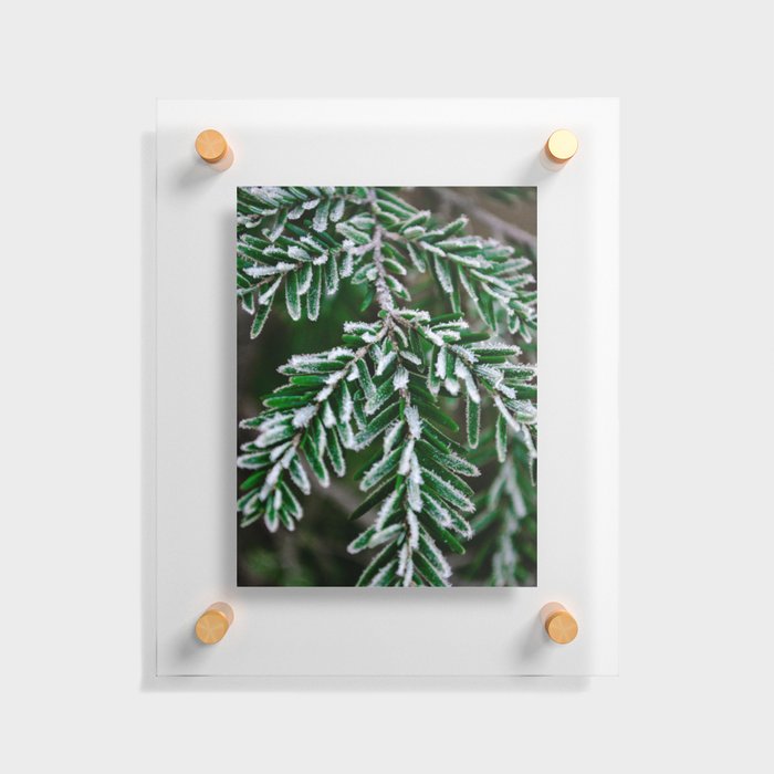 Frosted Hemlock Floating Acrylic Print