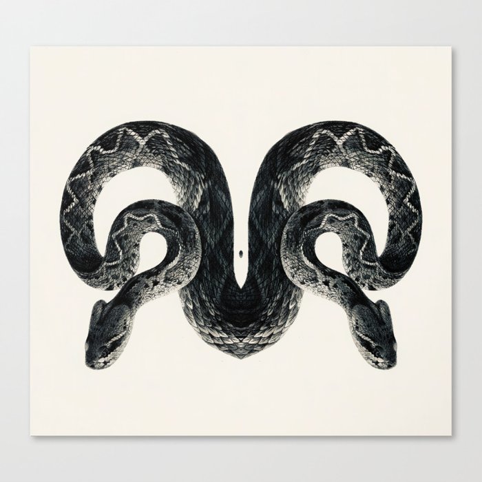 Snake 2 symmetry, collection, black and white, bw, set Canvas Print