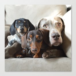 Harlow, Indiana and Reese Canvas Print