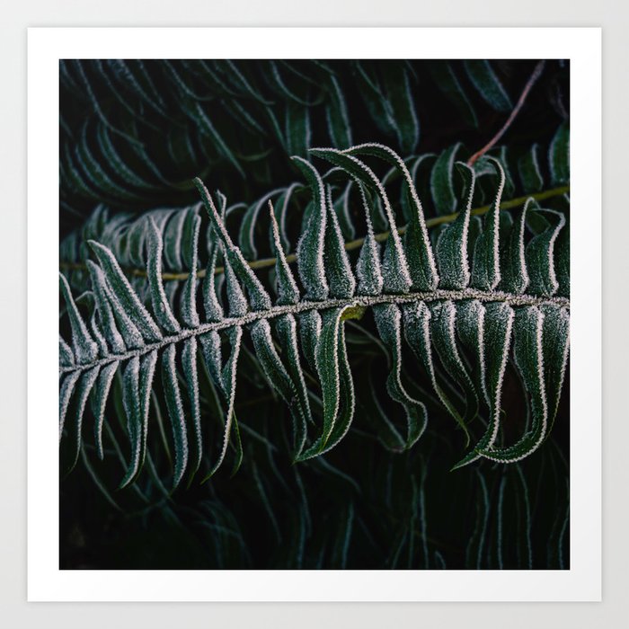 Deep green bracken frond with frost Art Print