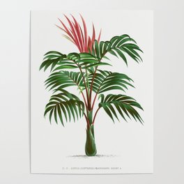 Vintage Palm Tree | Red Leaf Palm | Kentia macrocarpa | Les Palmiers Histoire Iconographique (1878)  Poster