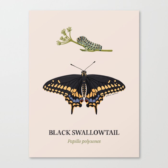 Black Swallowtail Canvas Print