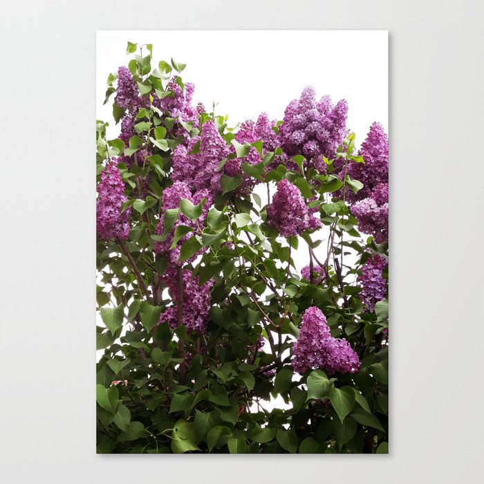 Lilac tree blossom Canvas Print
