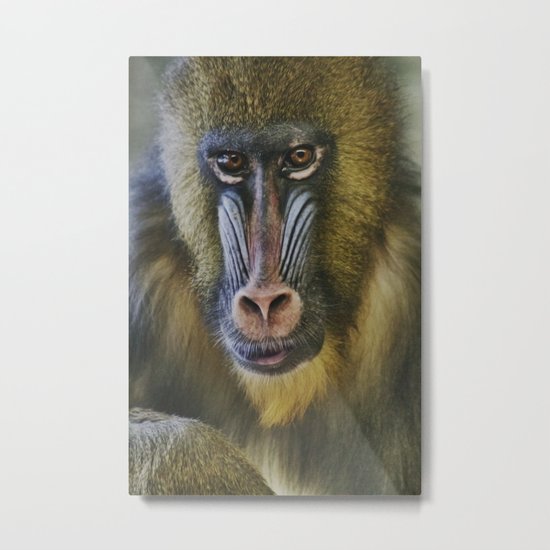 Princess the Mandrill Metal Print