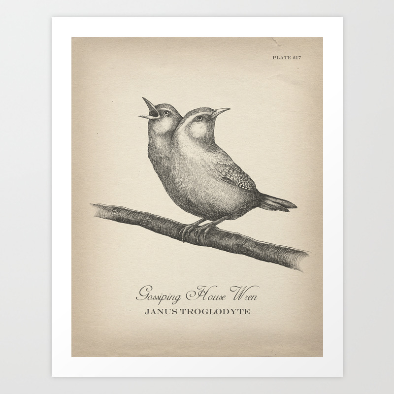 Gossiping House Wren Black And White Art Print By Howarddale