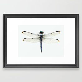 dragonfly #1 Framed Art Print