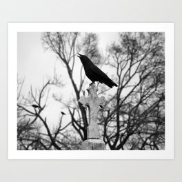 Black And White Cawing Crow Art Print