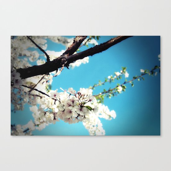 Blossoms Canvas Print