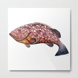 Dusky grouper or merou Metal Print | Merou, Other, Scubadiver, Conservation, Sea, Marinebiology, Fish, Freediving, Fisher, Realism 