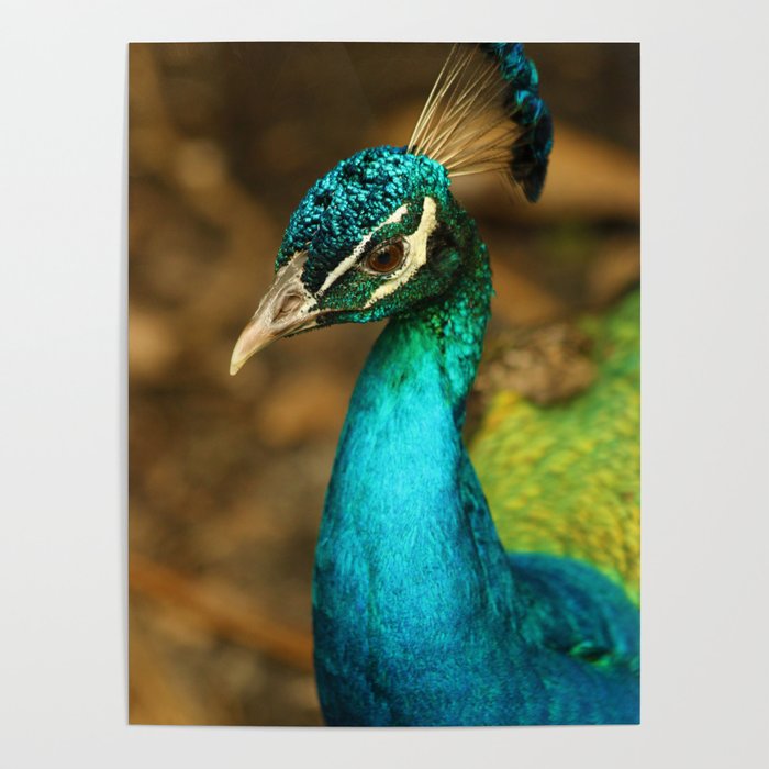 Peacock Poster