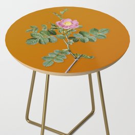 Vintage Pink Sweetbriar Rose Botanical Illustration on Bright Orange Side Table