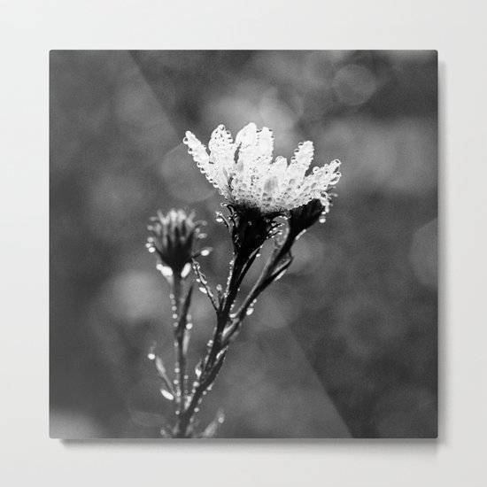 dew drenched Metal Print