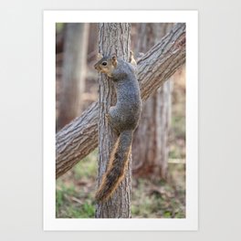 Brown Squirrel Climbing Tree | Wildlife Photography Art Print